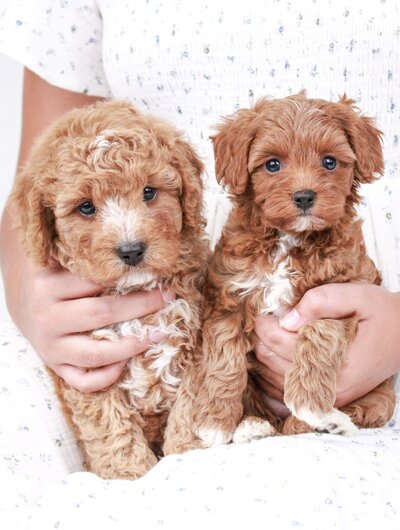 Three Puppies in Arms, black, brown and Cream