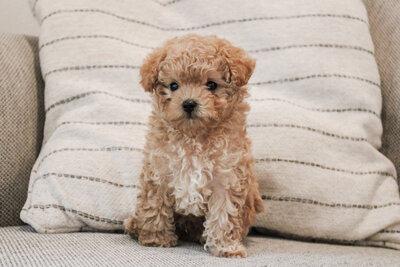 Three Puppies in Arms, black, brown and Cream