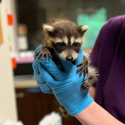 Baby raccoon