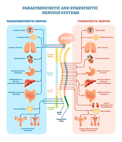 Parasympathetic and Sympathetic Nervous System chart.