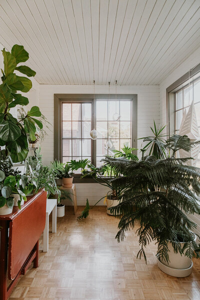 Sun room with plants 