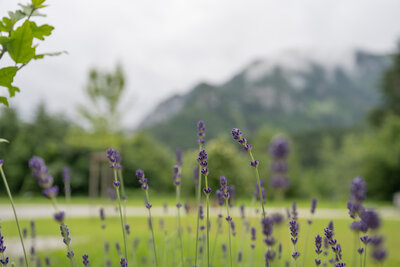 Beautiful lavender against the backdrop of the majestic Alps, providing a serene and picturesque setting for outdoor retreats and getaways at The Campus Alps.com