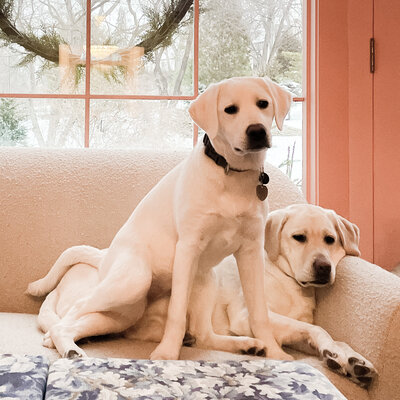 Two white dogs lying on a couch
