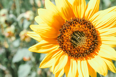 Bright yellow sunflower in a flower field