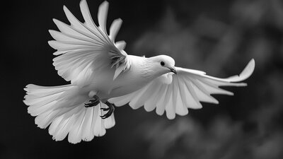 White dove in flight symbolising freedom, transformation and personal growth achieved through Lidia Ranieri's retreats and workshops