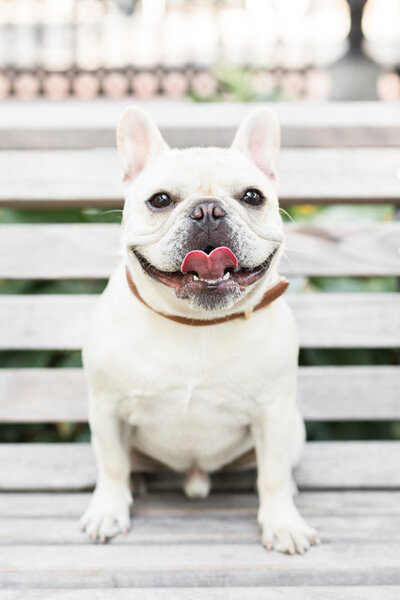 Frenchie sitting on a bench