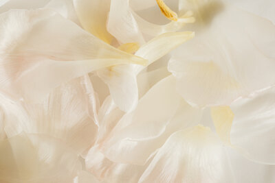 Zacht verlichte close-up van delicate witte bloemblaadjes die over elkaar heen liggen in een dromerige compositie