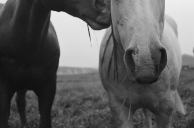 film photograph of horses captured by Los Angeles wedding photographer