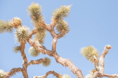 150708_150708 joshua tree_0314