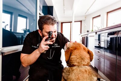 A veterinarian examines a dog in a vet office
