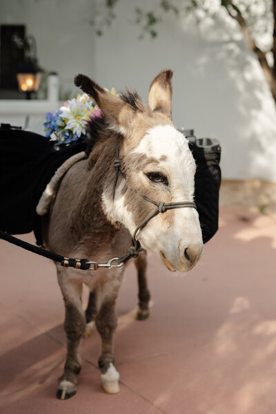Desert Beer Burros in Scottsdale, Arizona