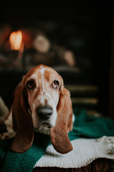 A  brown basset hound on the floor in front of a  fire place