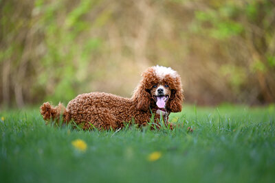 Heavenly Puppies to Love Cavapoo, Cockapoo, and Maltipoo Puppies Photo Apr 09 2025, 4 46 21 PM19