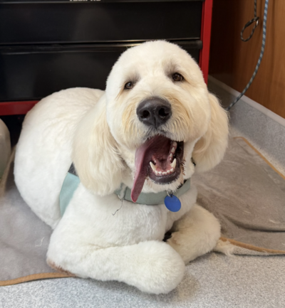 Labradoodle groom at North Shore dog grooming salon