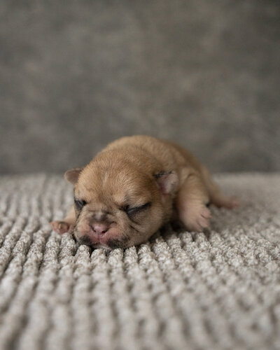 Lilac French Bulldog