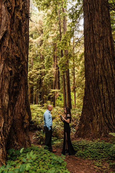 redwood trees towering over a couple