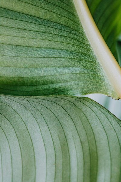 Big green leaves of a plant