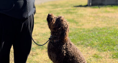Paradise Pet Retreat Dog Training
