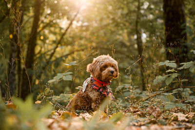 Heavenly Puppies to Love Cavapoo, Cockapoo, and Maltipoo Puppies Photo Sep 20 2025, 5 50 58 PM34