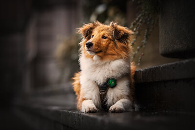 Hondenfotograaf in Groningen
