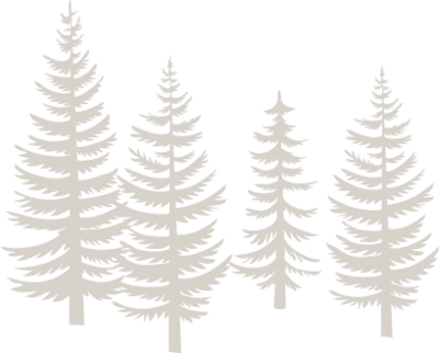 Illustration of 4 white pine trees.