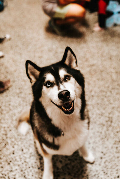 "Close-up of a happy Husky with bright eyes and a friendly expression, sitting on a speckled floor in the dog-friendly Project Better gym in Melbourne."
