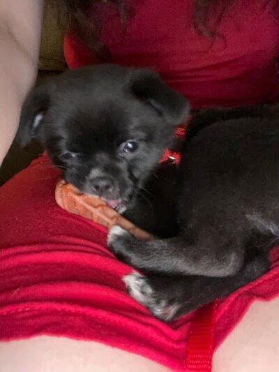 Porkchop (5)
