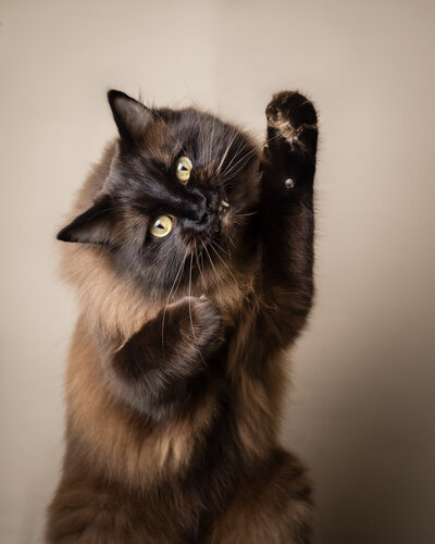 Fotoshoot kat