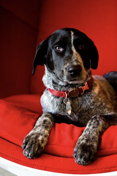 San Francisco pet photography