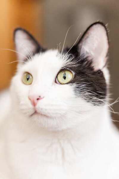 Mykela-Keith-Pet-Session-November-20-2022-89