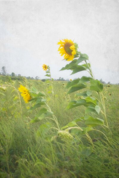 Sunflowers grow wild in a field