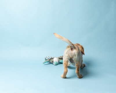 Booty shot of a golden retriever puppy on a blue backdrop