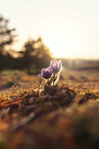 Flower growing from soil, symbolizing healing and growth through spiritual coaching with Audrie Meyer.