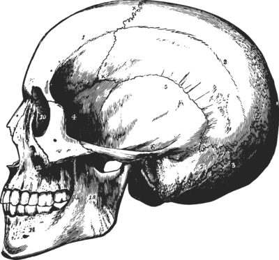 side view illustration of a skull