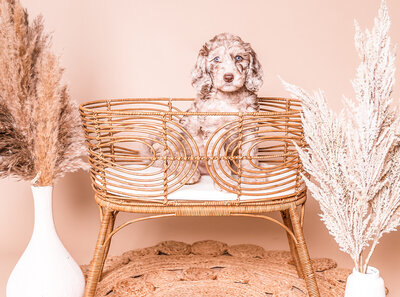Multicolor Goldendoodle Puppy in Bassinet with Pink Background