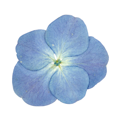 Dried blue flower web element