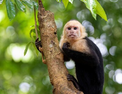 single-parent-group-trip-monkey