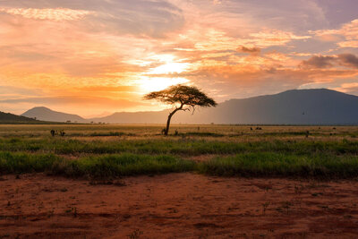 Iconic African sunset over the savanna with an acacia tree