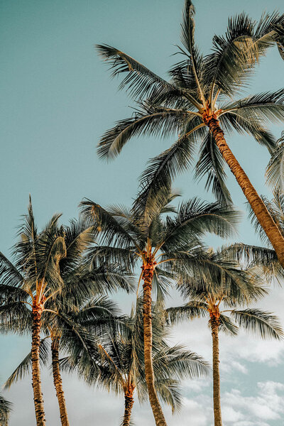 Bright sun, blue skies, and palms swaying. The perfect prelude to your personal oasis. Tailored Oasis Travel Co.