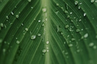 Greenery with dew drops