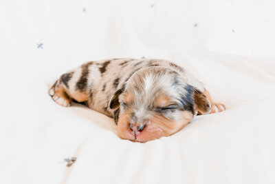 Puppies1-15 copy