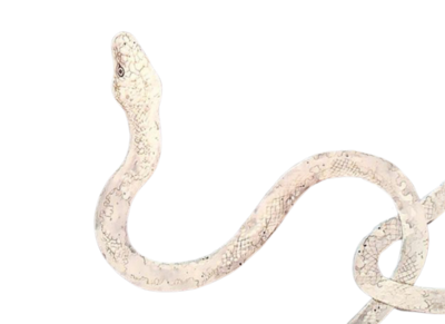 Snake | Nicole Chapman Design