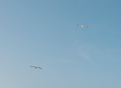 Birds fly overhead at cannon beach.