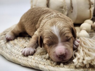 872e6c26-1394-41ed-bb6e-5fcf0751bcb2