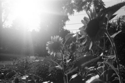 sunflowers in the sun in vermont