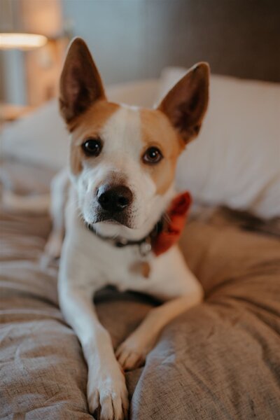 Dog in bowtie at wedding in Jersey City — part of a pet-friendly celebration by Well-Dressed Events