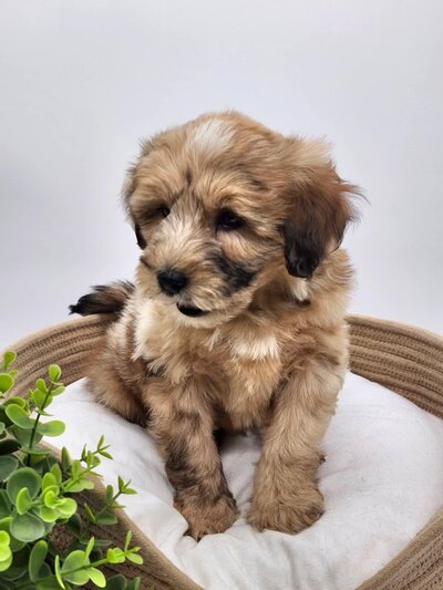 70c10b70-f00a-4e5f-8cdb-1c552ba17e76