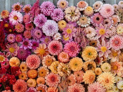 Dahlias are the hero of summer weddings and events  in Carmel, CA