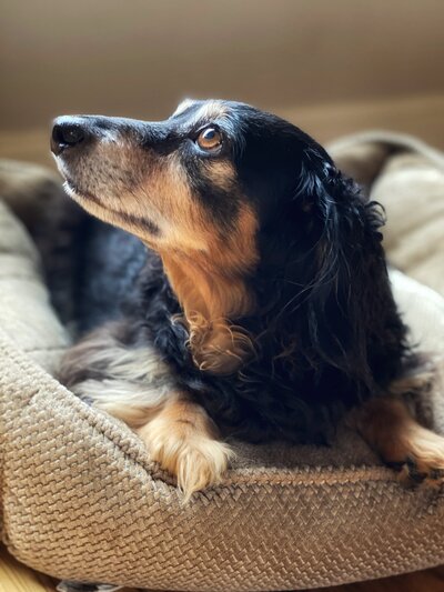 a black dachshund laying on his dog bed 