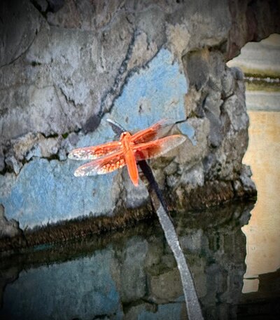 Minnekahta Bungalows - Moccasin Springs Natural Mineral Spa - The Dragonfly Restaurant (1)